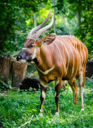 bongo antelope