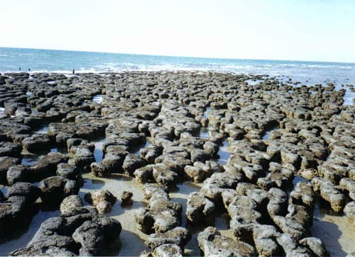Shark Bay stromatolites