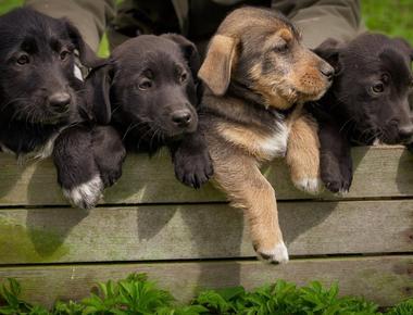 How Many Puppies Do Dogs Have? Answered for All Dog Breeds