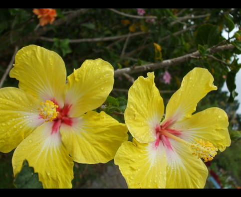 Panama Flowers 1
