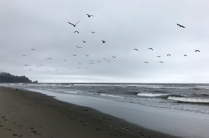 Seagulls swooping in the air above a grey beach on a delightfully dreary day
