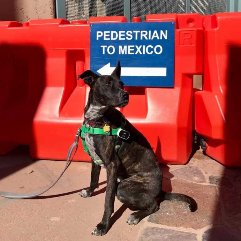 A dog at the Mexico border