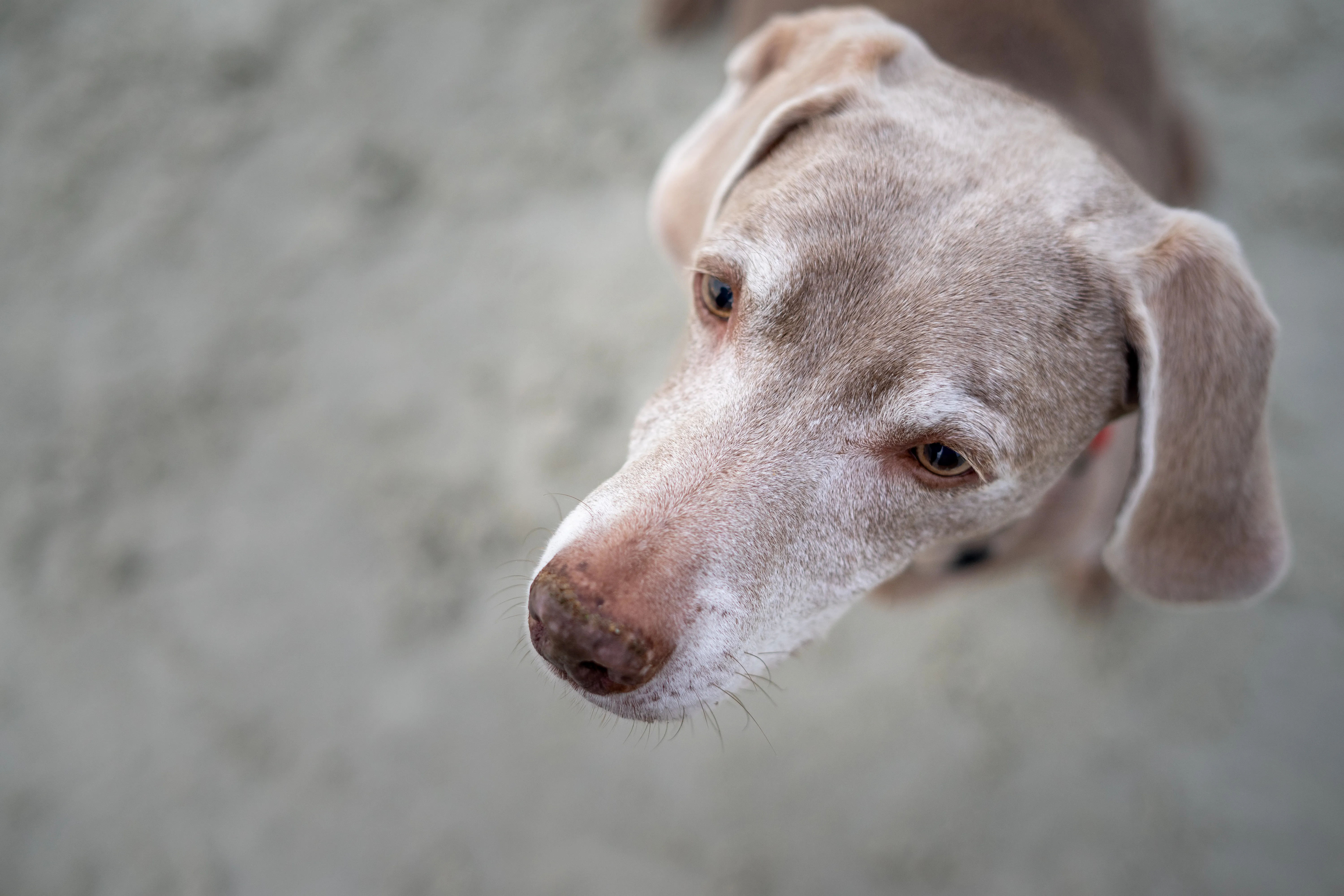 Kimbers from above with a sandy gray background closely resembling the color of her fur.