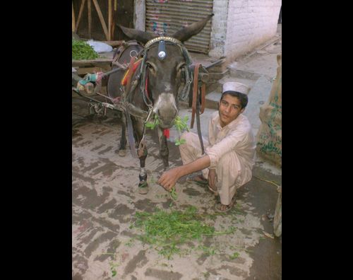 Peshawar butchers 8