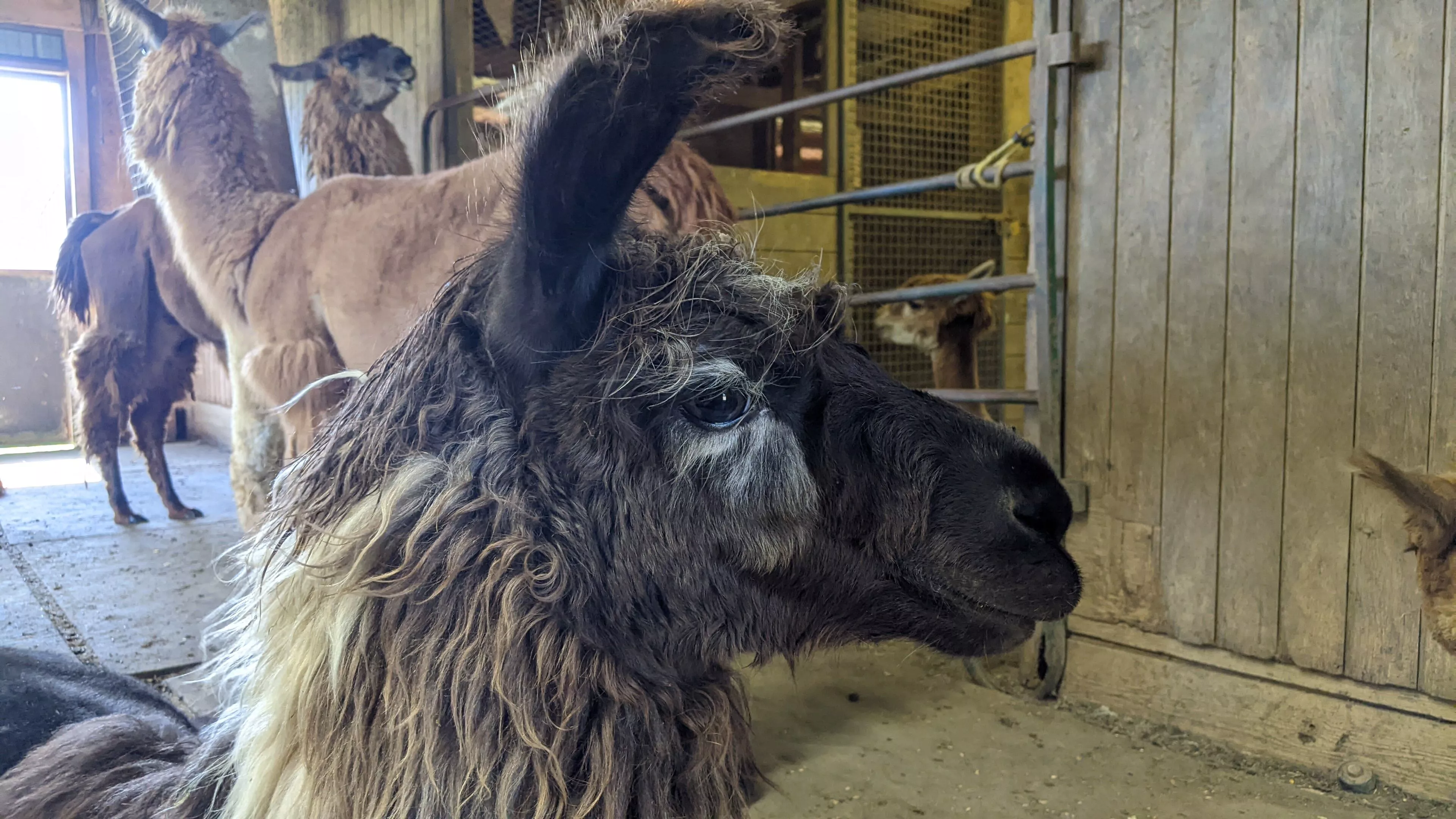 An image of a llama named OK Boomer