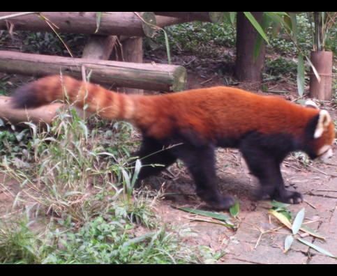 China Red Pandas 10