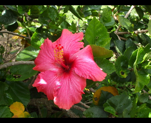 Panama Flowers 5