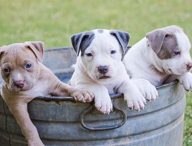 Considering Taking a Puppy Before 8 Weeks Old? Avoid It If You Can