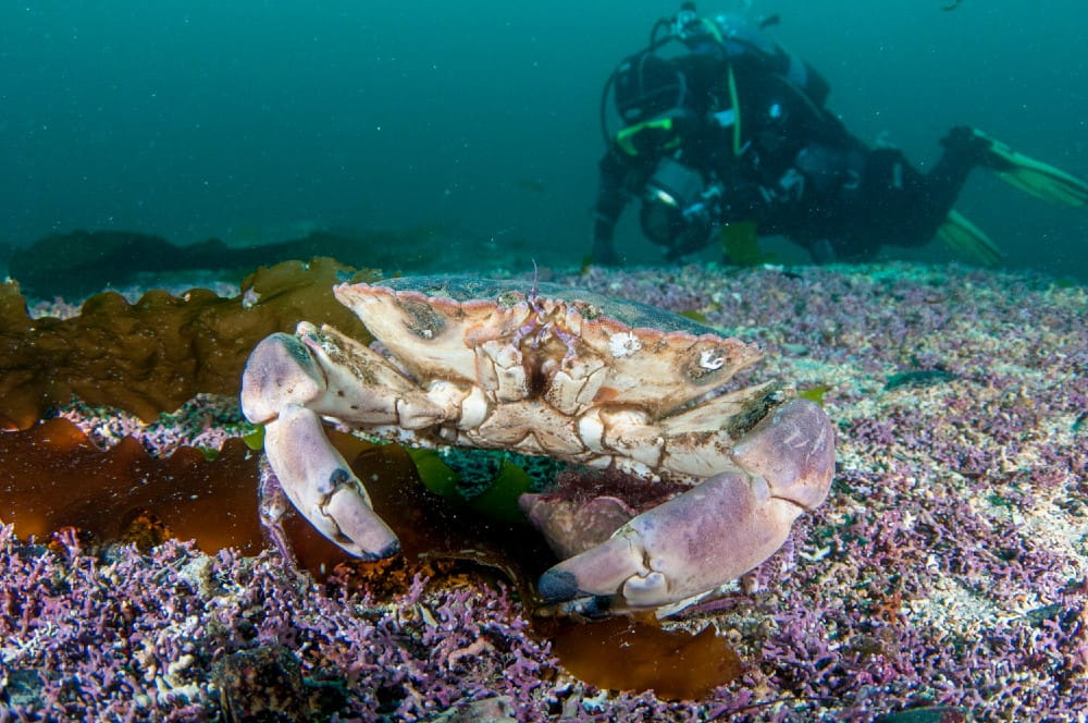 Closeup of a brown crab <em>(Cancer pagurus)</em> as a diver inspects the maerl