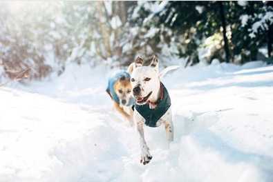 5 Dogs Who Love Winter
