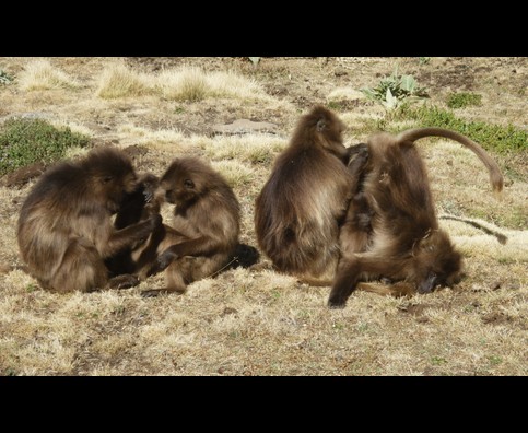Ethiopia Baboons 10