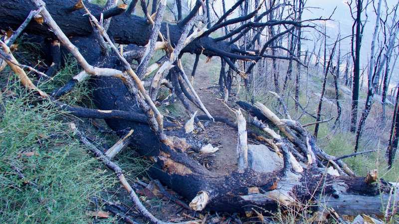 Burnt tree down on trail