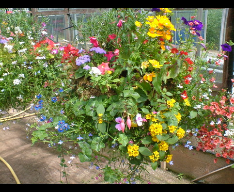 England Hanging Baskets 23