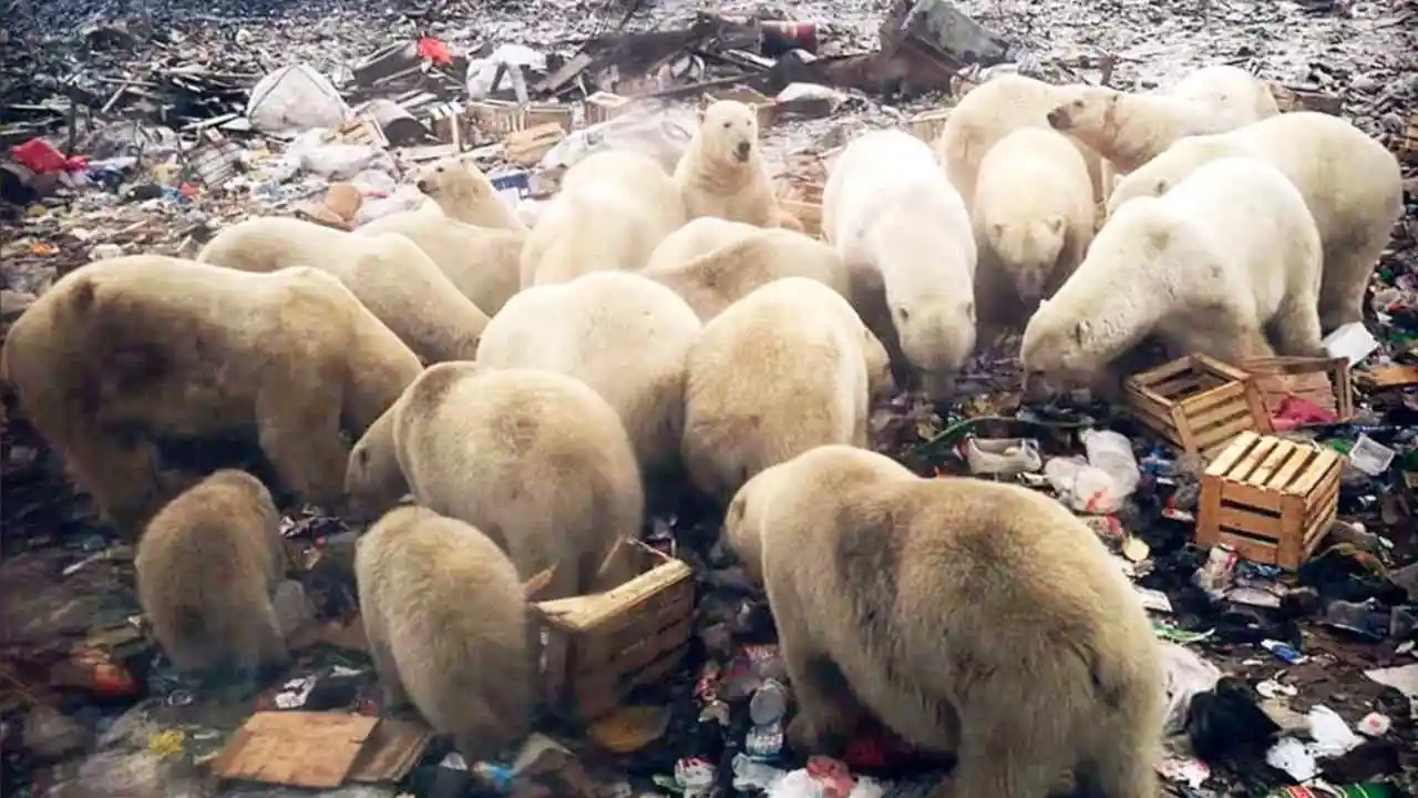 bears