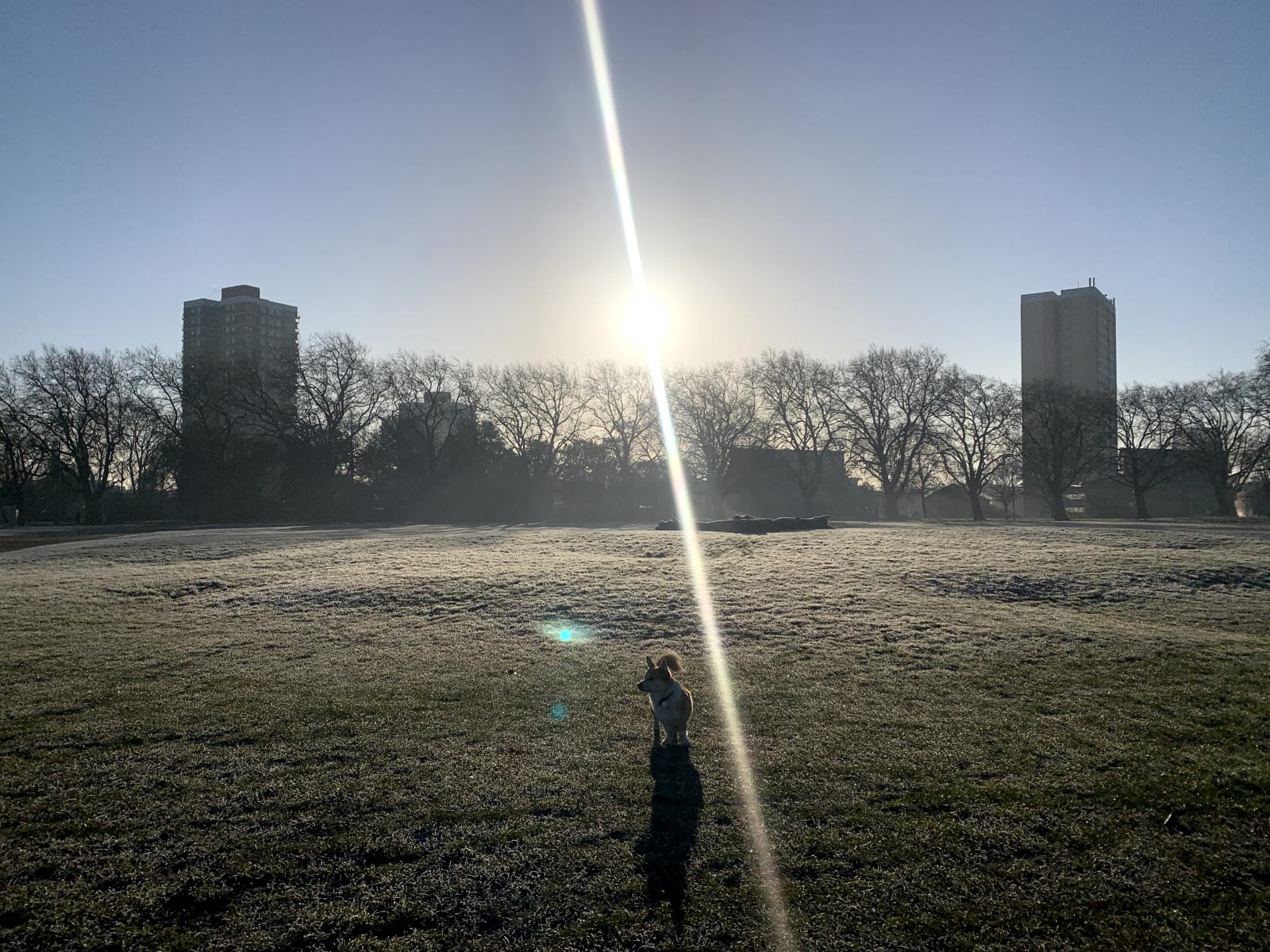 A corgi standing in a frosty park at sunrise on a clear morning. A light flare cuts across the centre of the image and a line of trees flanked by two residential high-rise buildings sits on the horizon.