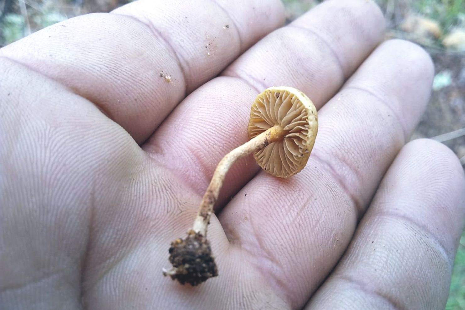 a man holds a tiny freshly picked mushroom in his hand
