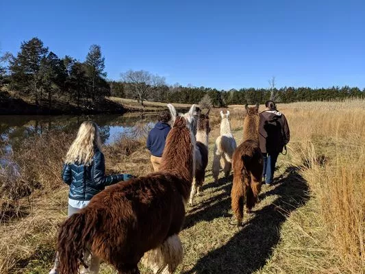 An group of llamas walking around a pond