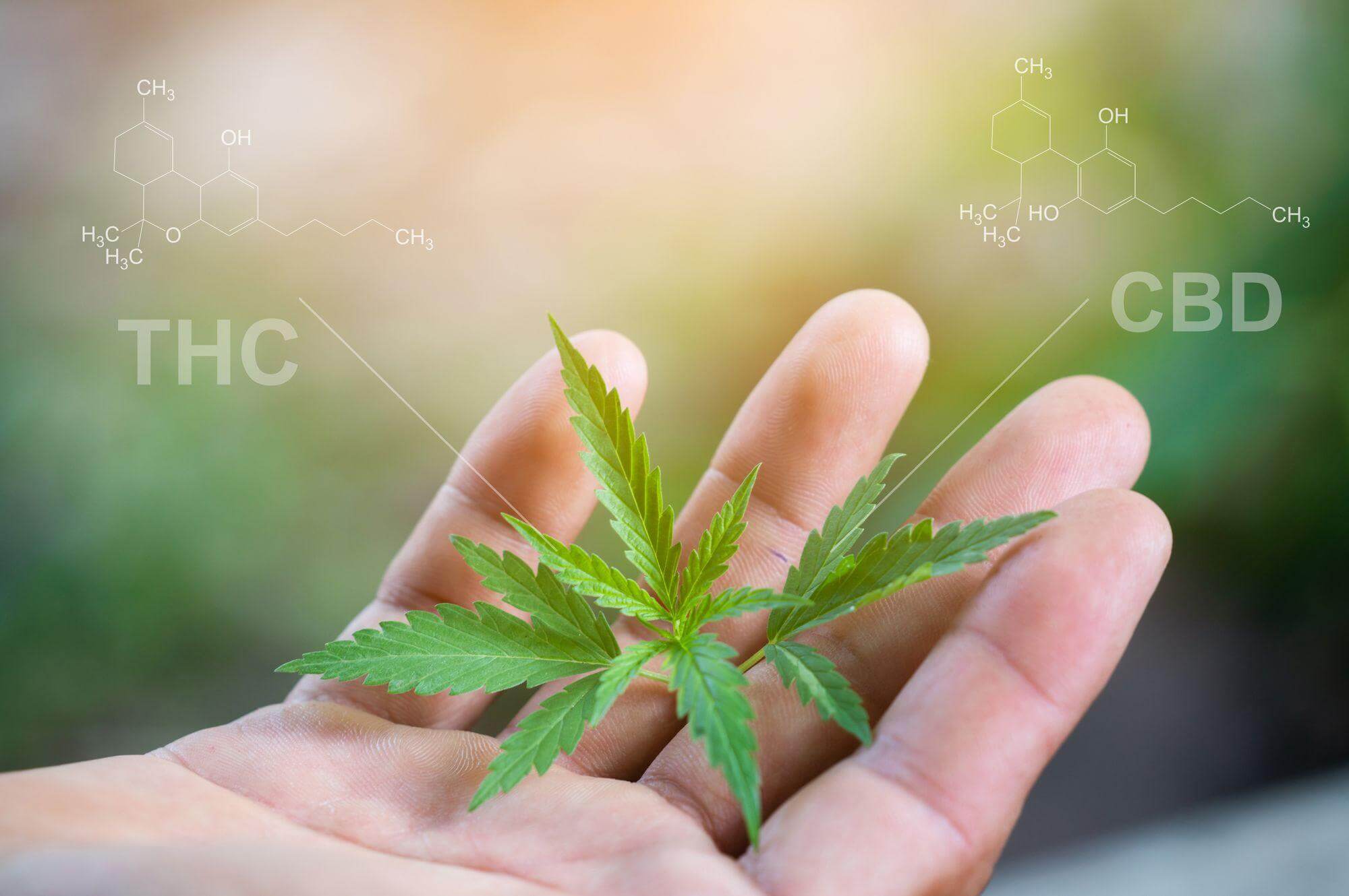 What Is Cbd Cannabidiol The Cbd Cannabinoid With Medical Benefits