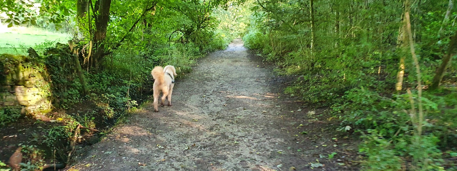 muddy path surrounded by trees with a dog to the left