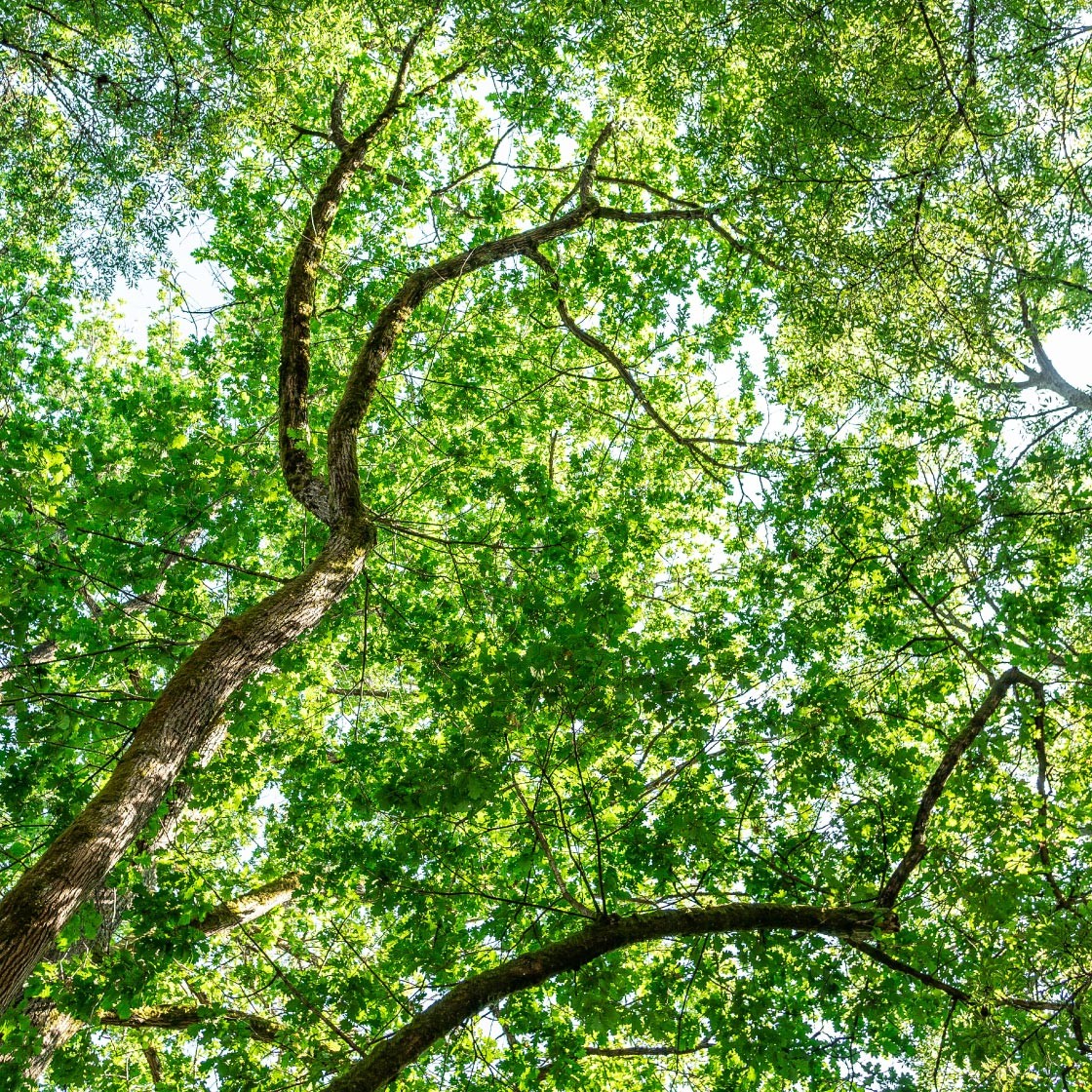 A healthy tree canopy which will help protect against climate change