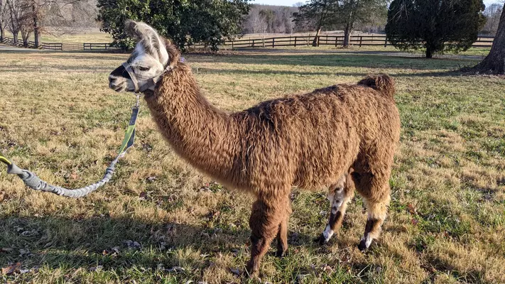An image of a llama named Kabooki