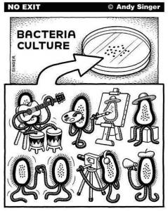 Bakterij kultros