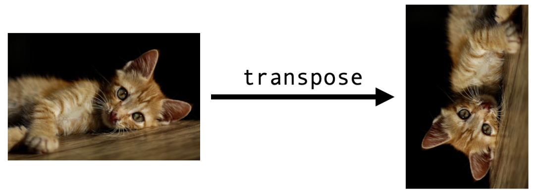 transposed cat