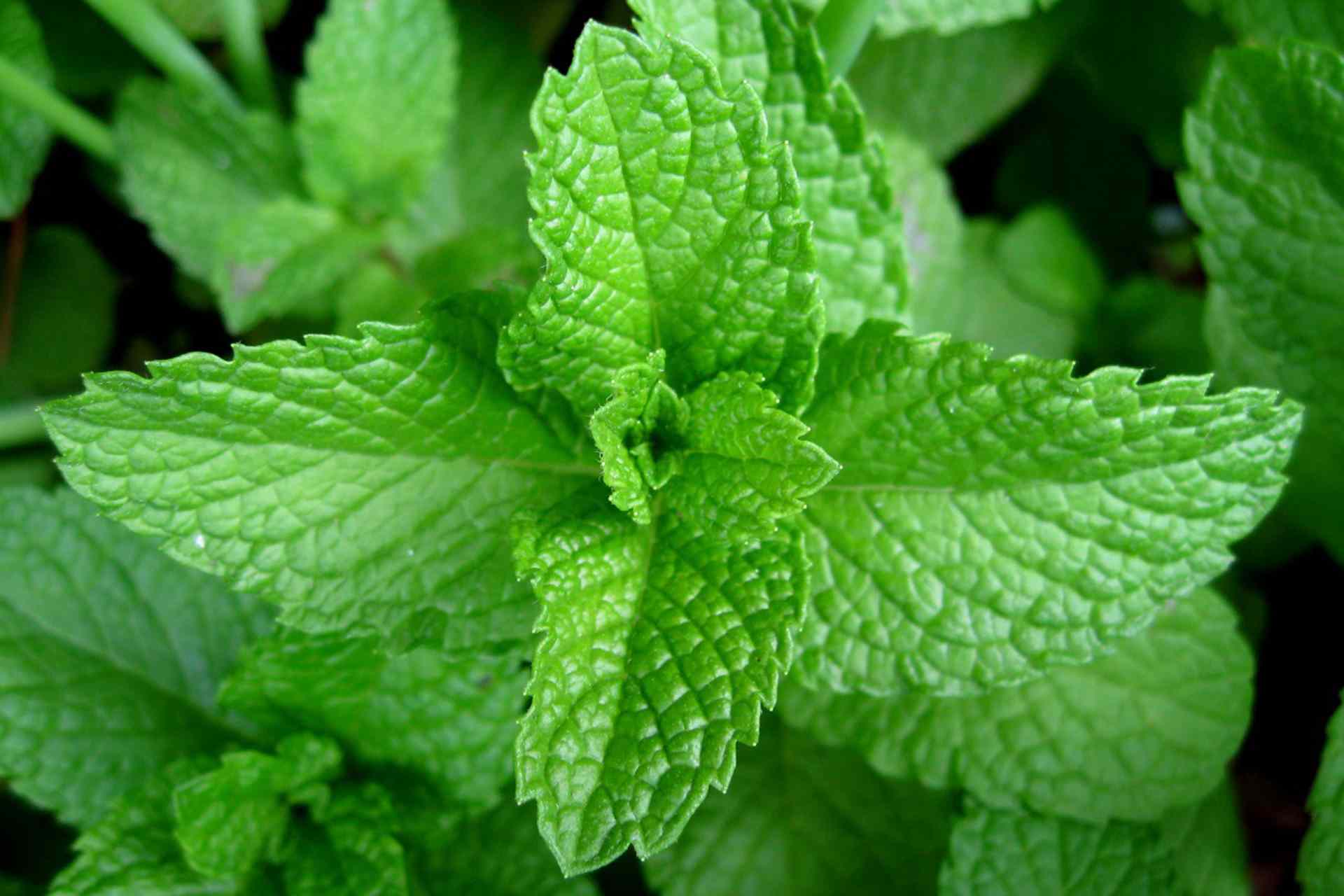 Mint plant