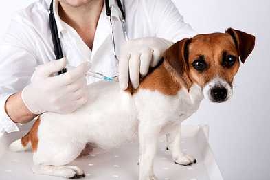 Ask a Vet: Can You Over-Vaccinate?