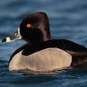 Ring-Necked Duck