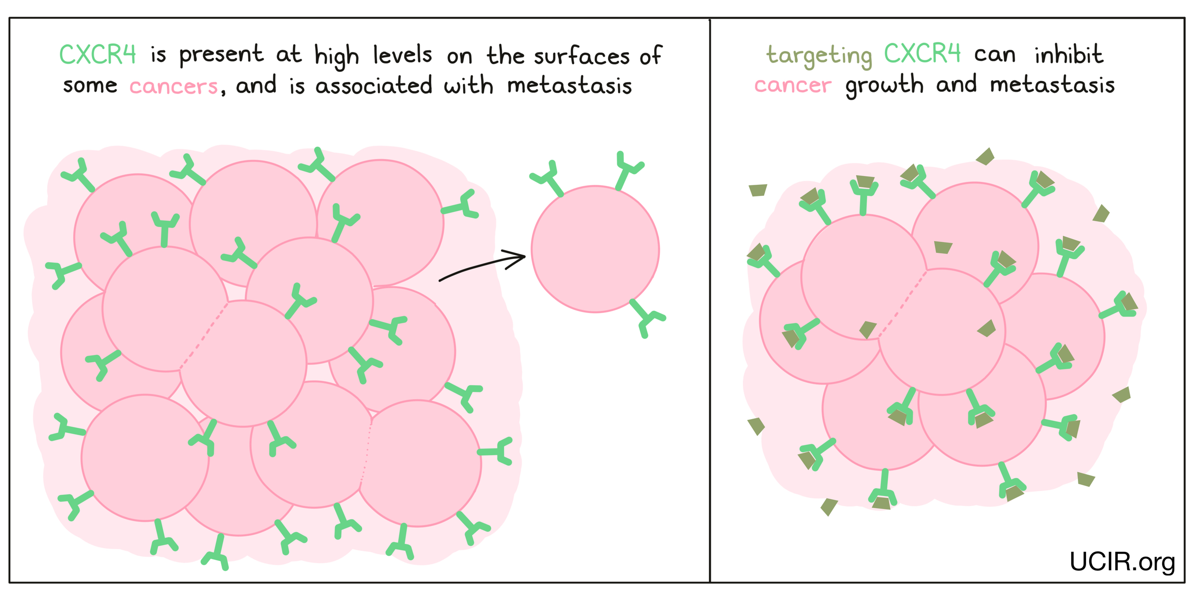 Illustration showing what targeting CXCR4 does