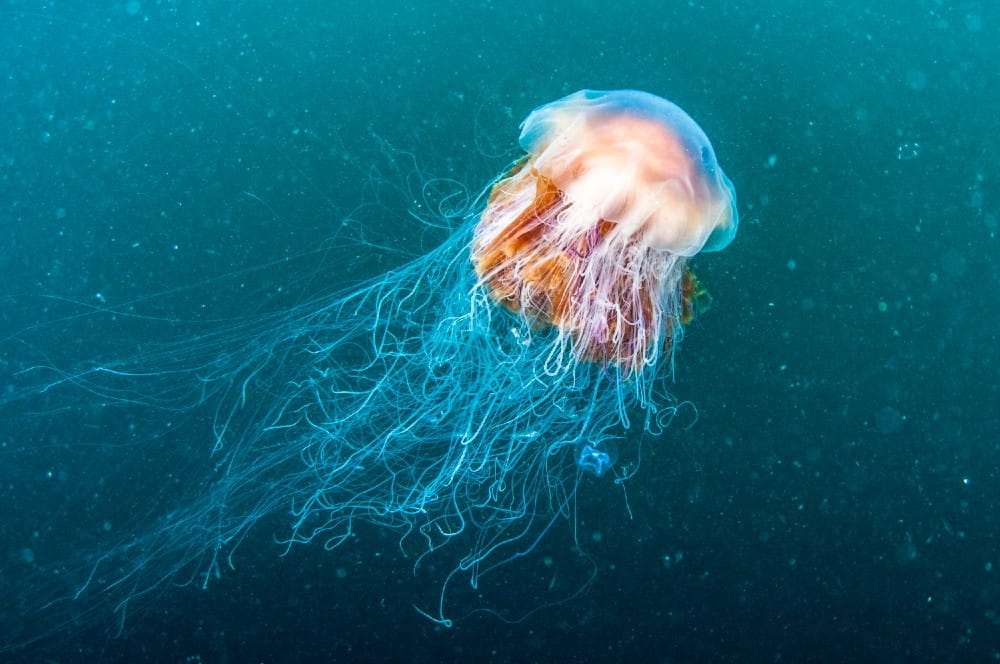Lion's mane jellyfish <em>(Cyanea capillata)</em> in open water