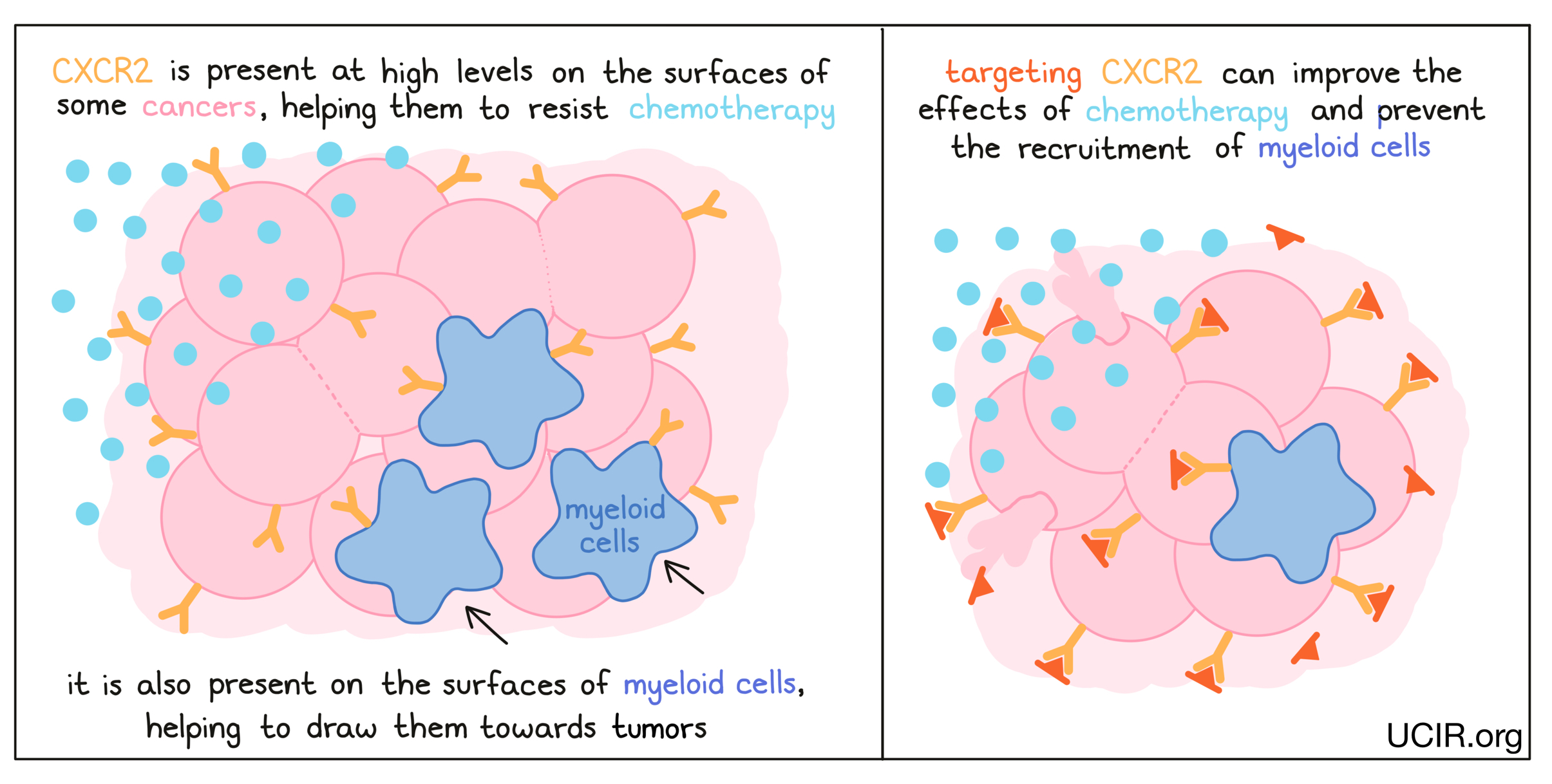 Illustration showing what targeting CXCR2 does