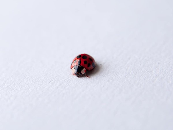 single ladybird on a white background