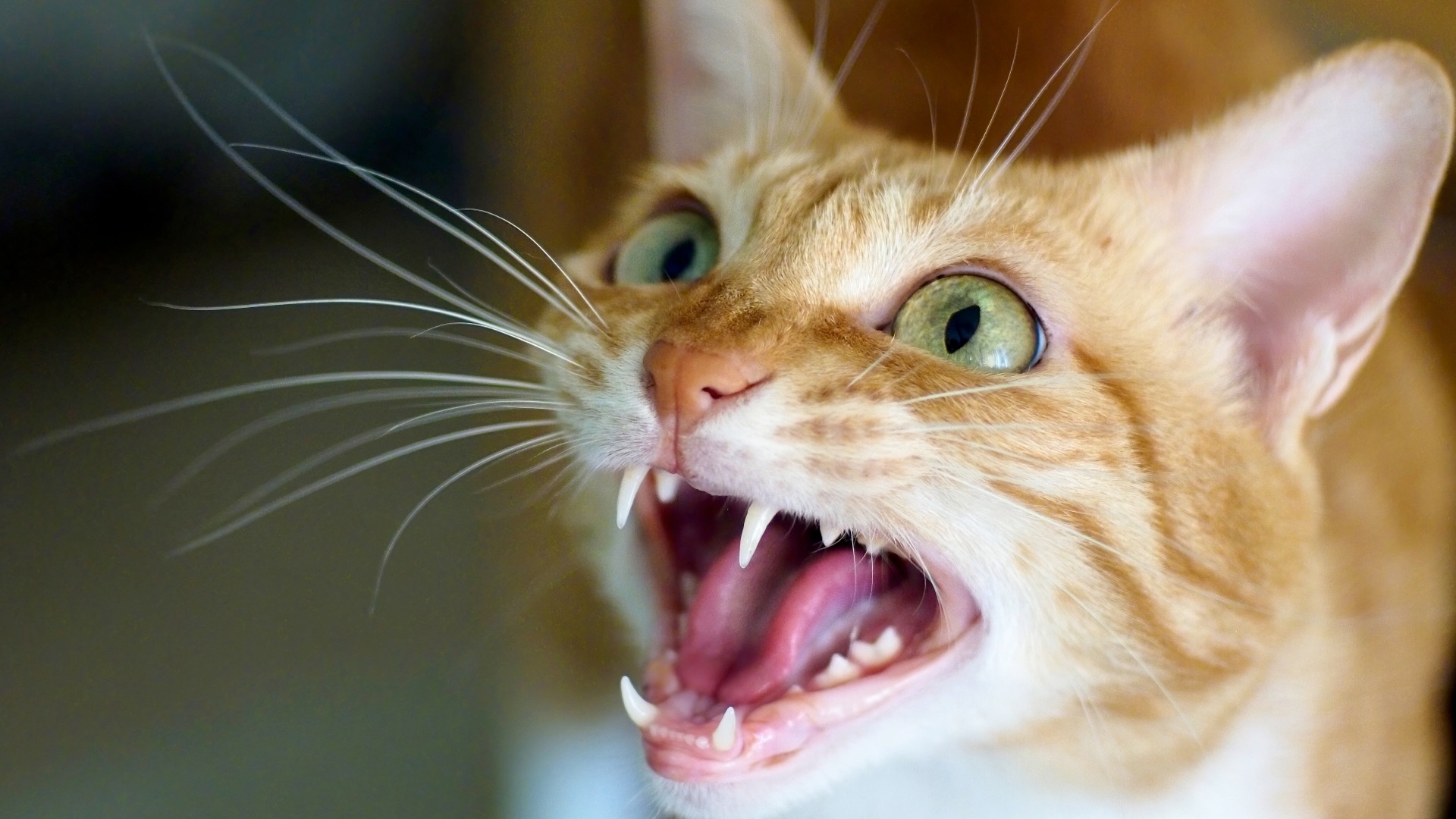 Cats That Cry Excessively