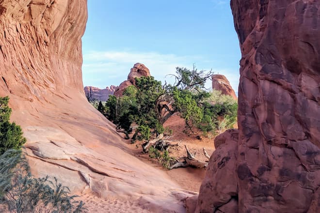 An oblique view through Pine Tree Arch in Arches National Park. The stone of the arch is exceptionally red, and the ground very sandy. A small juniper tree is growing almost in the middle of the arch.