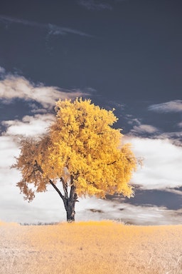 Infrared photo of a tree with golden leaves against a dark sky.