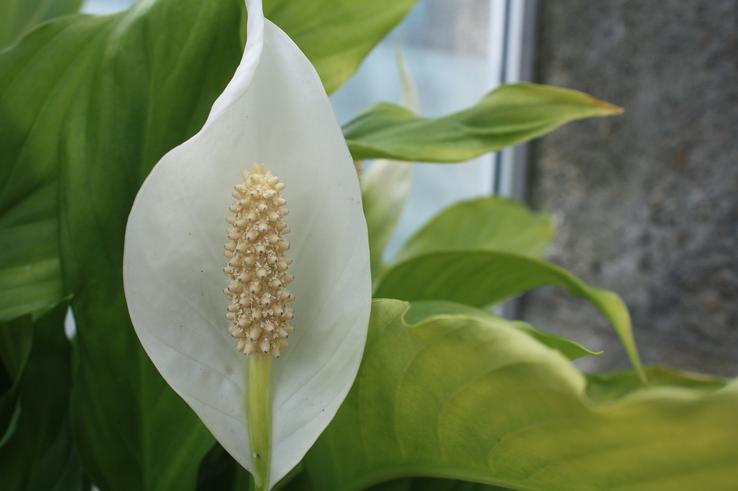 Maria has been using the continuous improvement framework to enhance her care regime of the office Peace Lily