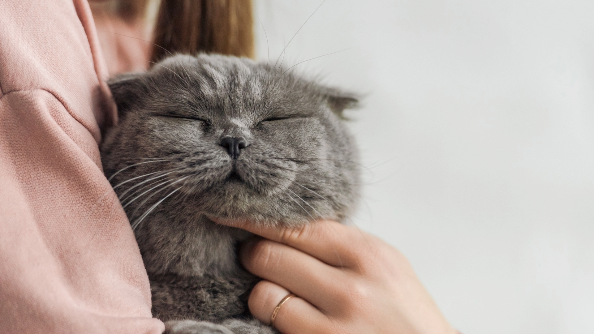 Feline Body Language: Identifying Your Cat's Behavior