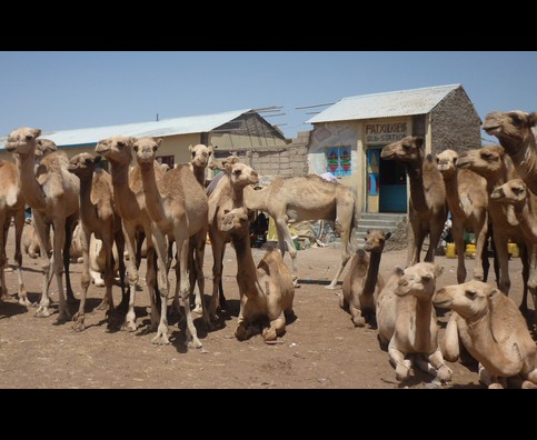 Somalia Camel Market 19