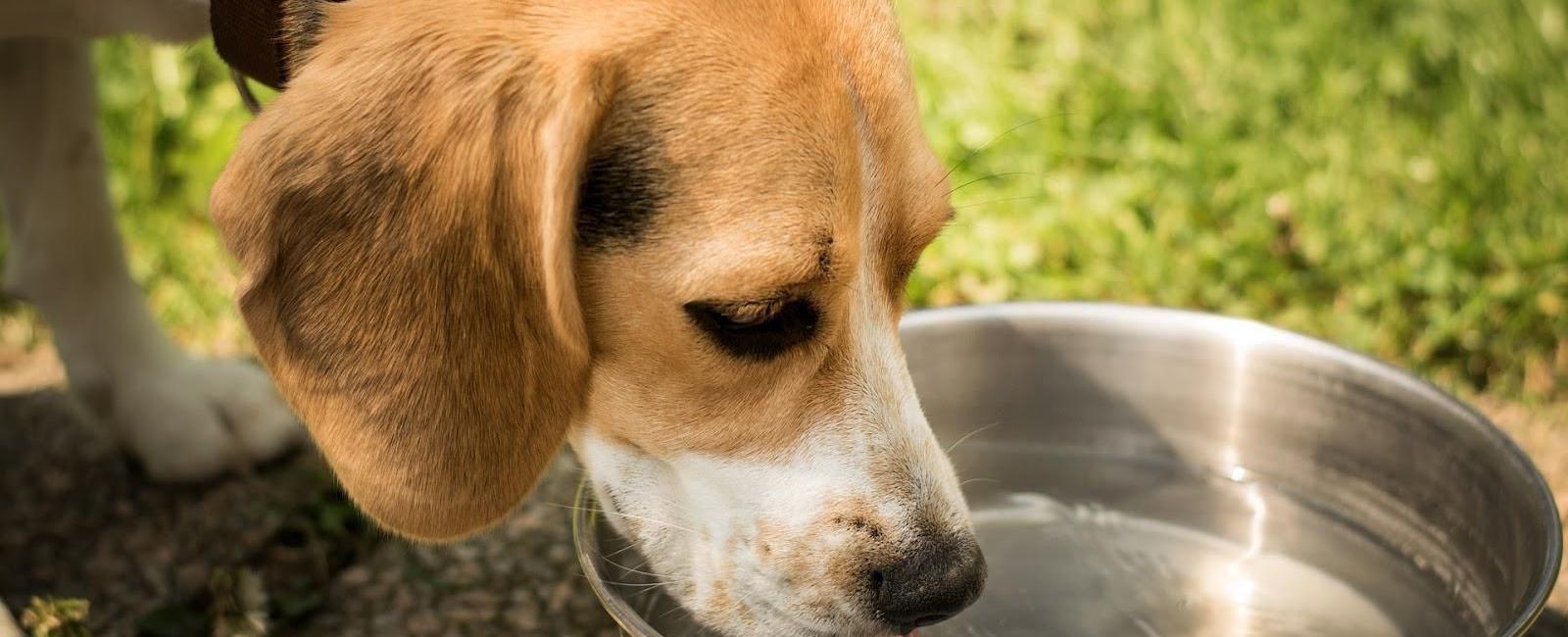 Dog Drinks Water Too Fast? Here’s How to Slow Them down a Bit