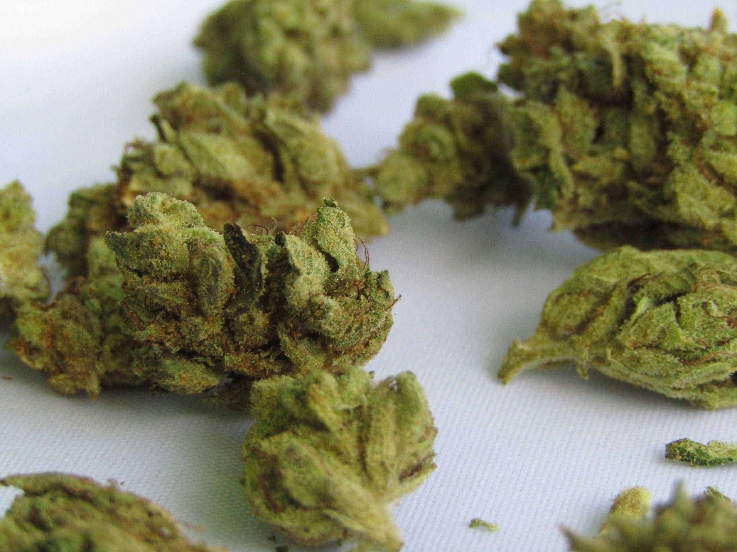 Cannabis Dry Bud