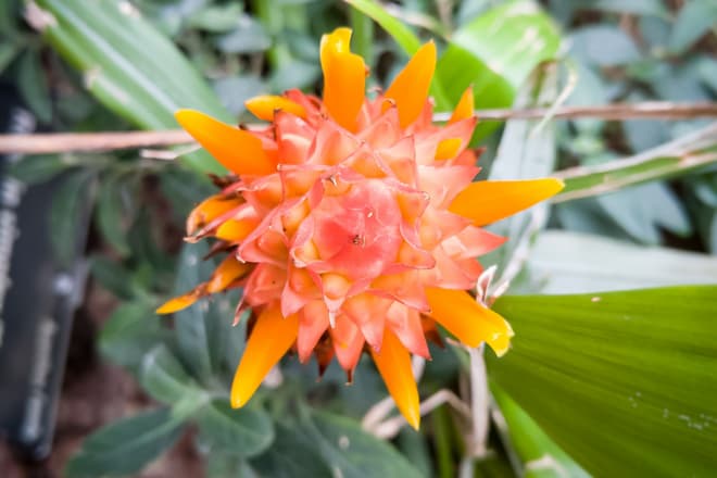 A large cluster of bright orange and pink tropical flowers. The flowers have long, thick, leaf-like petals, and are arranged in a conical shape. Seen head-on, like this, it looks more like a fruit of some kind.