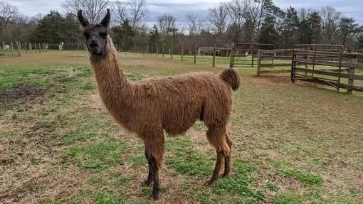 A llama named Manila