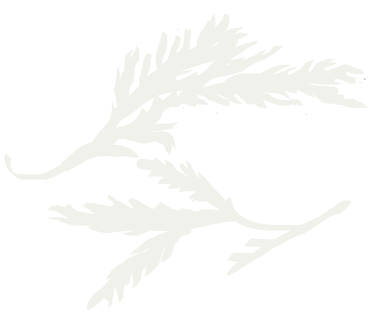 Figure décorative - deux algues face l'une à l'autre.