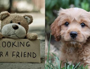 Top 16 Teddy Bear Dog Breeds You Will Adore
