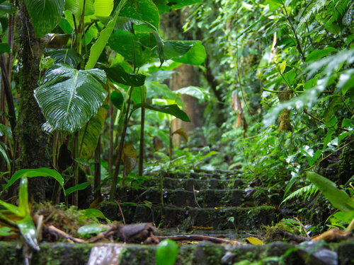 Rock steps with rainforest plants Zoom background