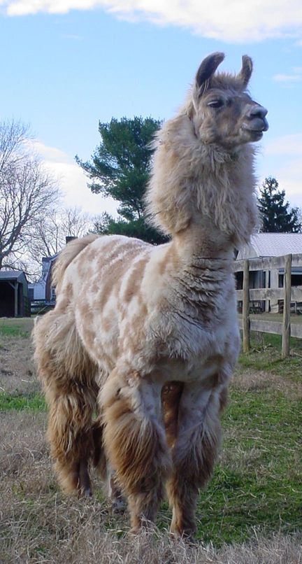 An image of a llama named Tercero