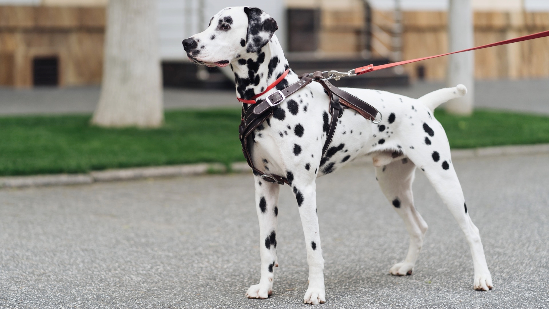 These Leashes Are The Best, For Training Your Pup To Be A Top Dog