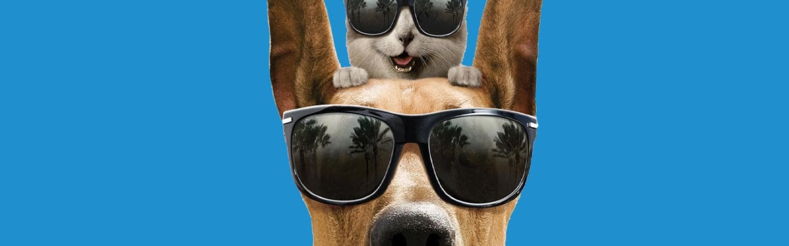 Dog and cat wearing sunglasses